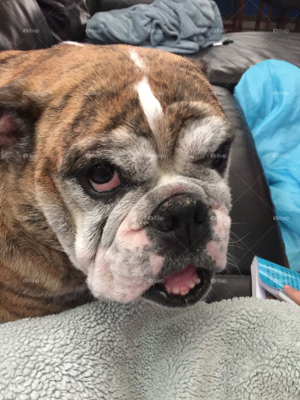 Fiona. My dog begging for a treat