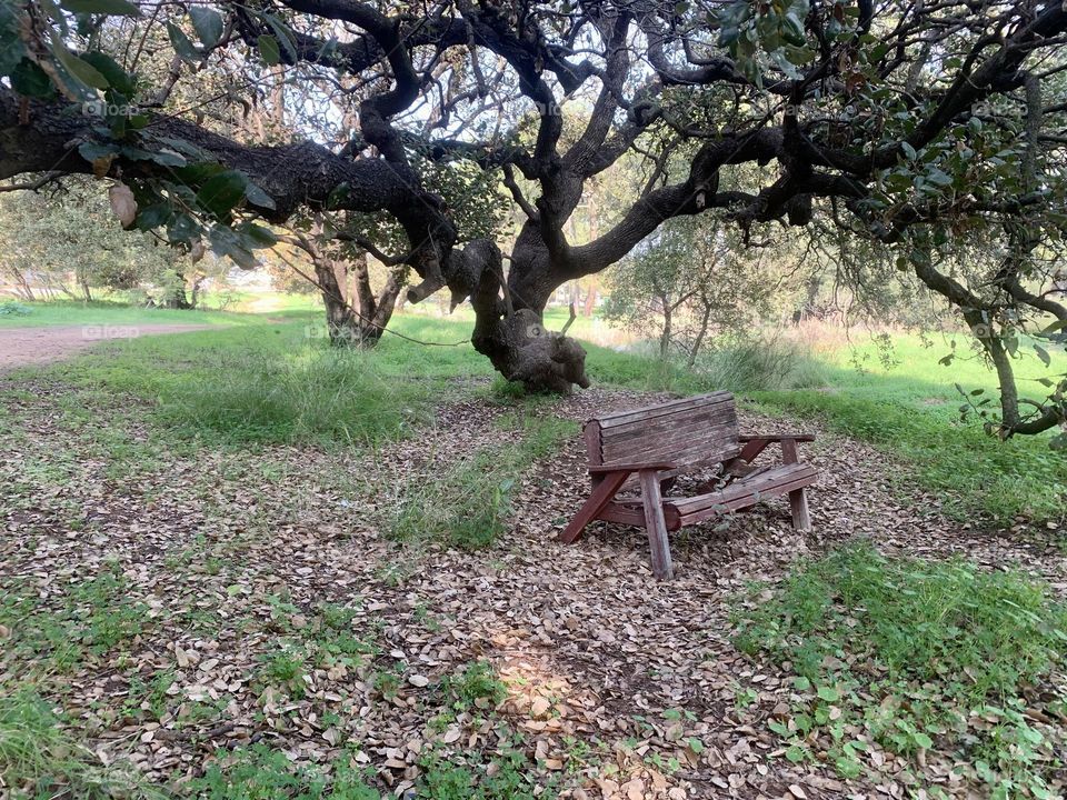 Oak tree and an old bench at the park 