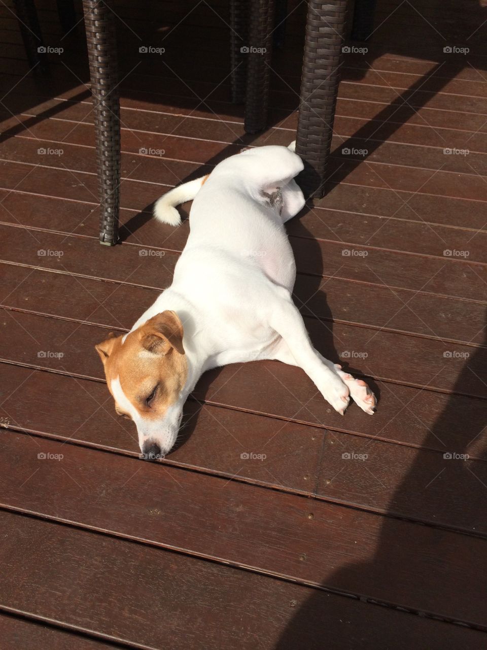 Dog in the sun 