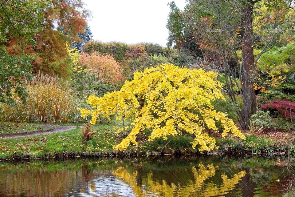 autumn tree in the park