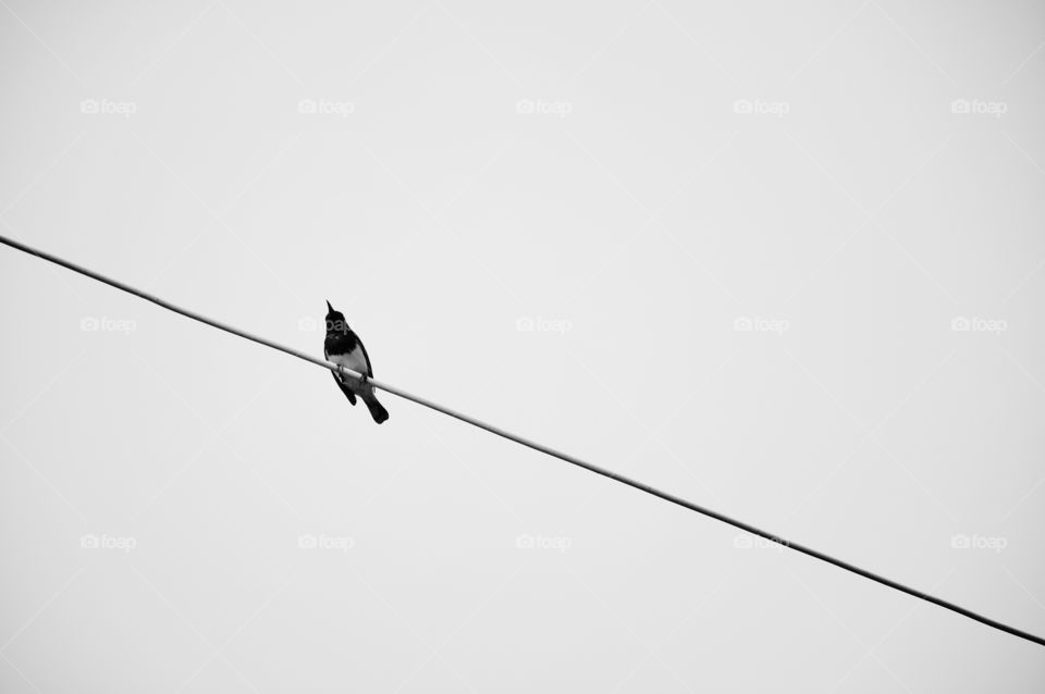 A bird on the wires with clear sky background