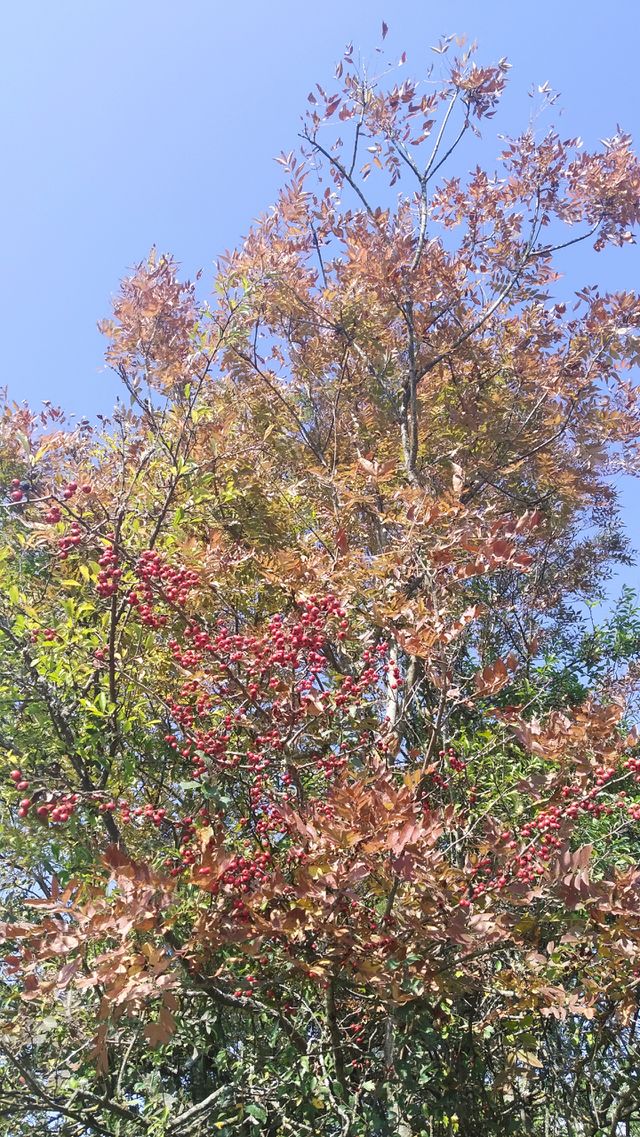 autumn colours