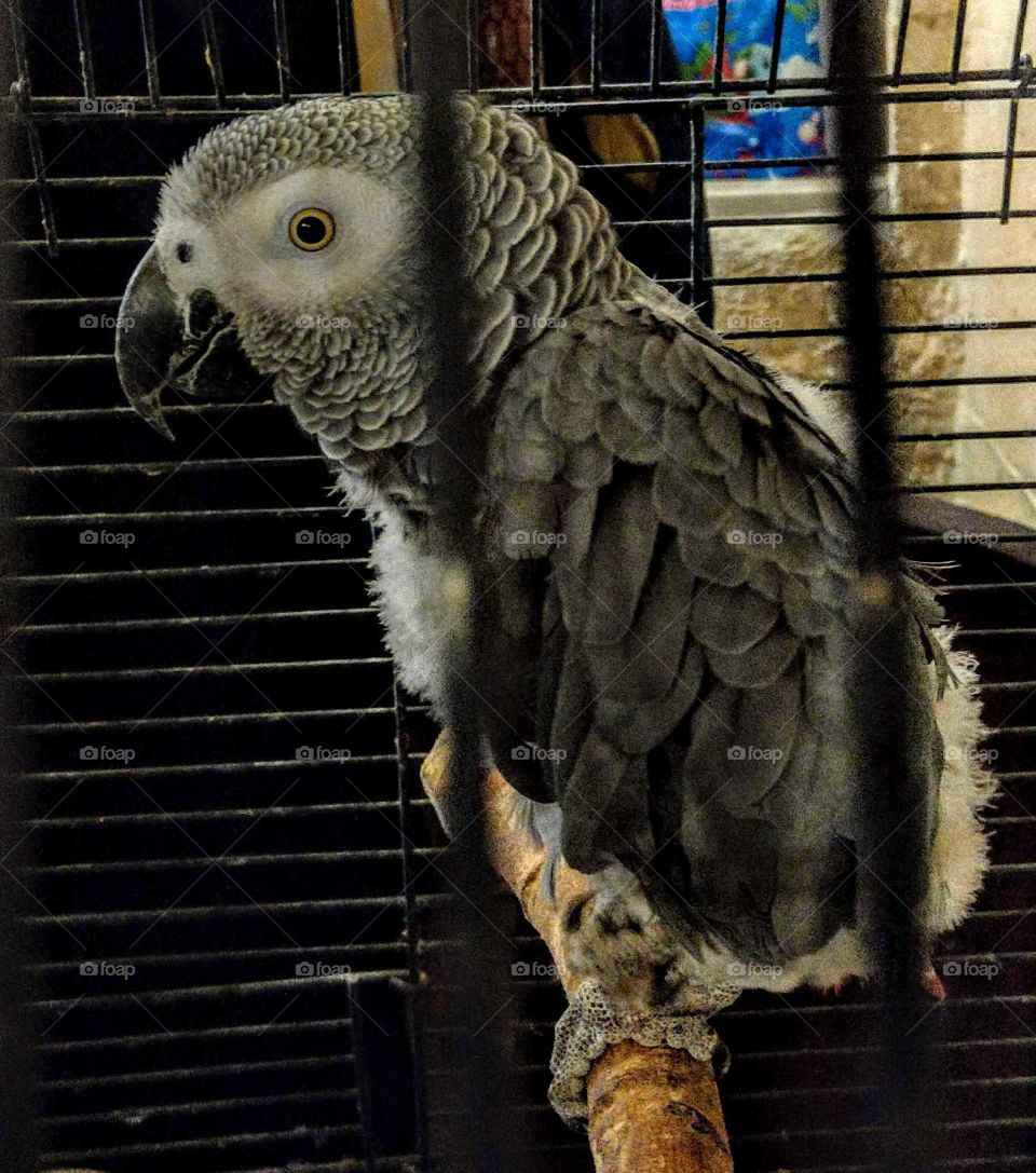 Met a gray parrot in travel, he was quiet but lovely, every turist said hellow to him, maybe he was lonely, but many people made him be not lonely. looks so cute.