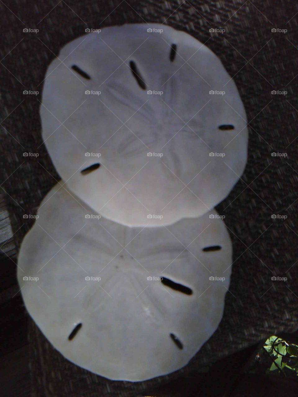 A pair of sand dollars