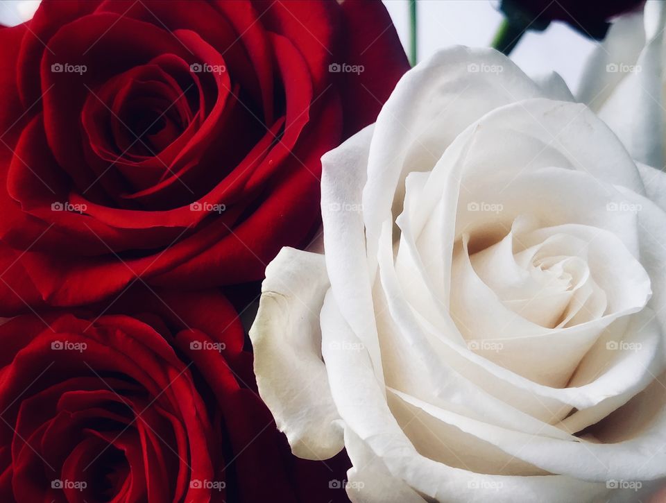 Bouquet of roses—taken in Dyer, Indiana