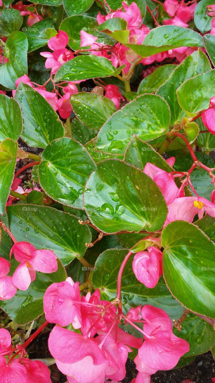 Leaf, Nature, Flora, Flower, Garden