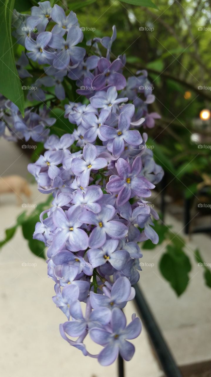 purple flower bloom