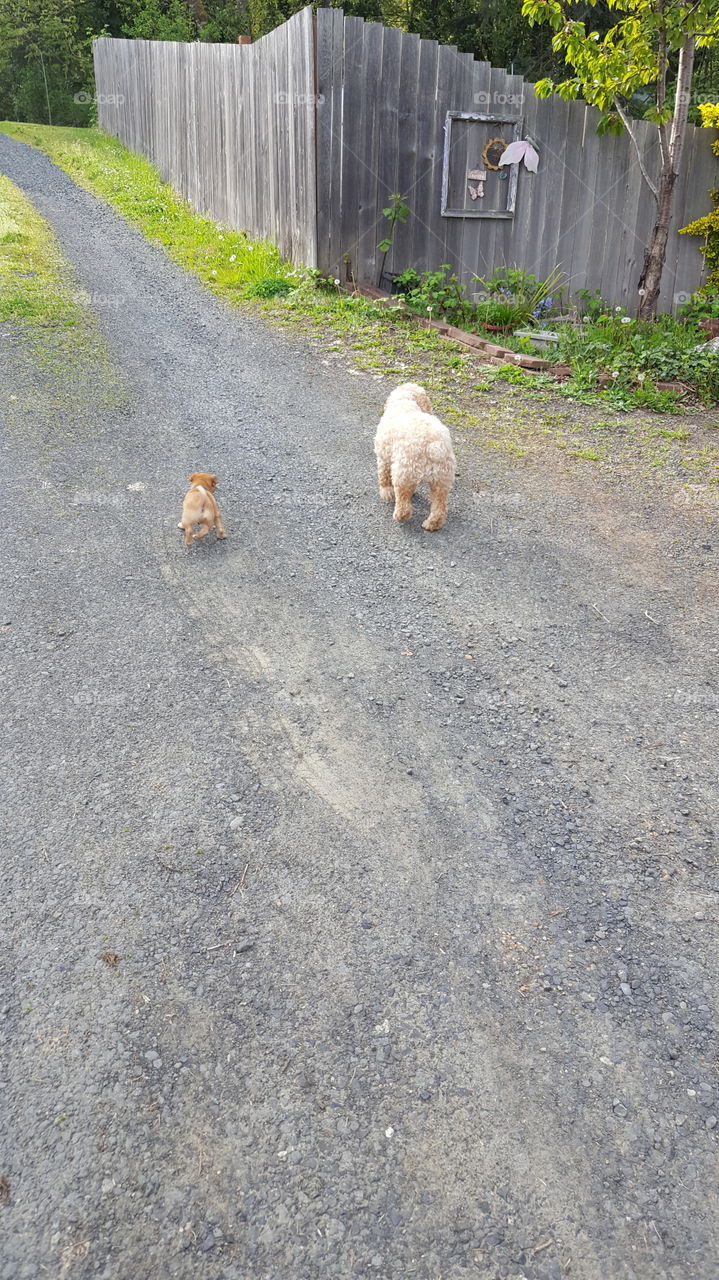 Puppy Butts