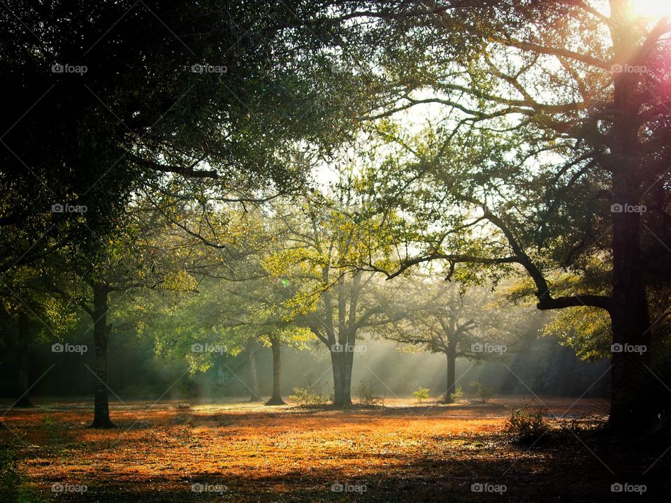 Sunlight in beautiful forest