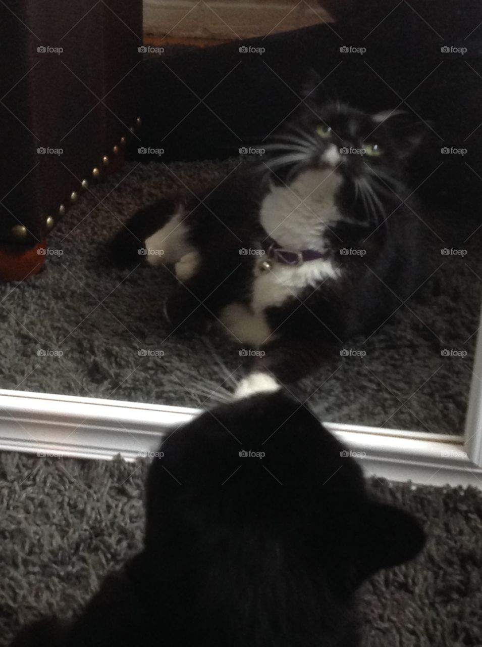 My pet tuxedo cat playing with her reflection in the mirror.