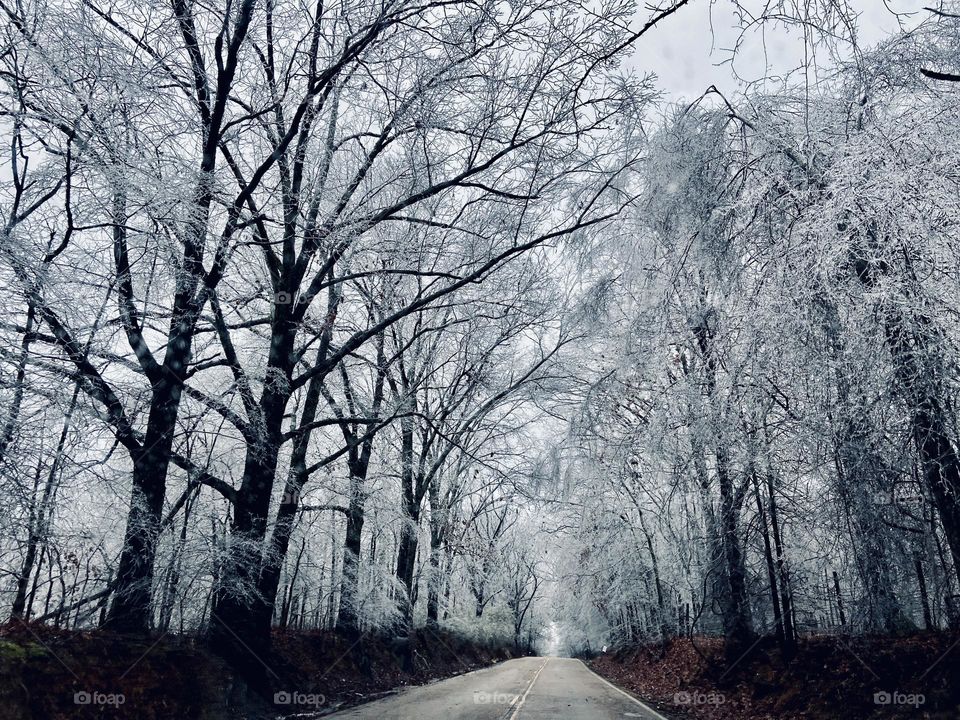 Winter Trees