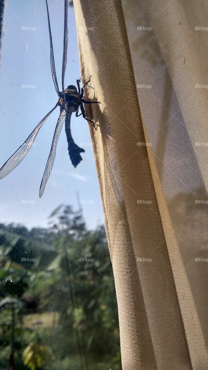 window