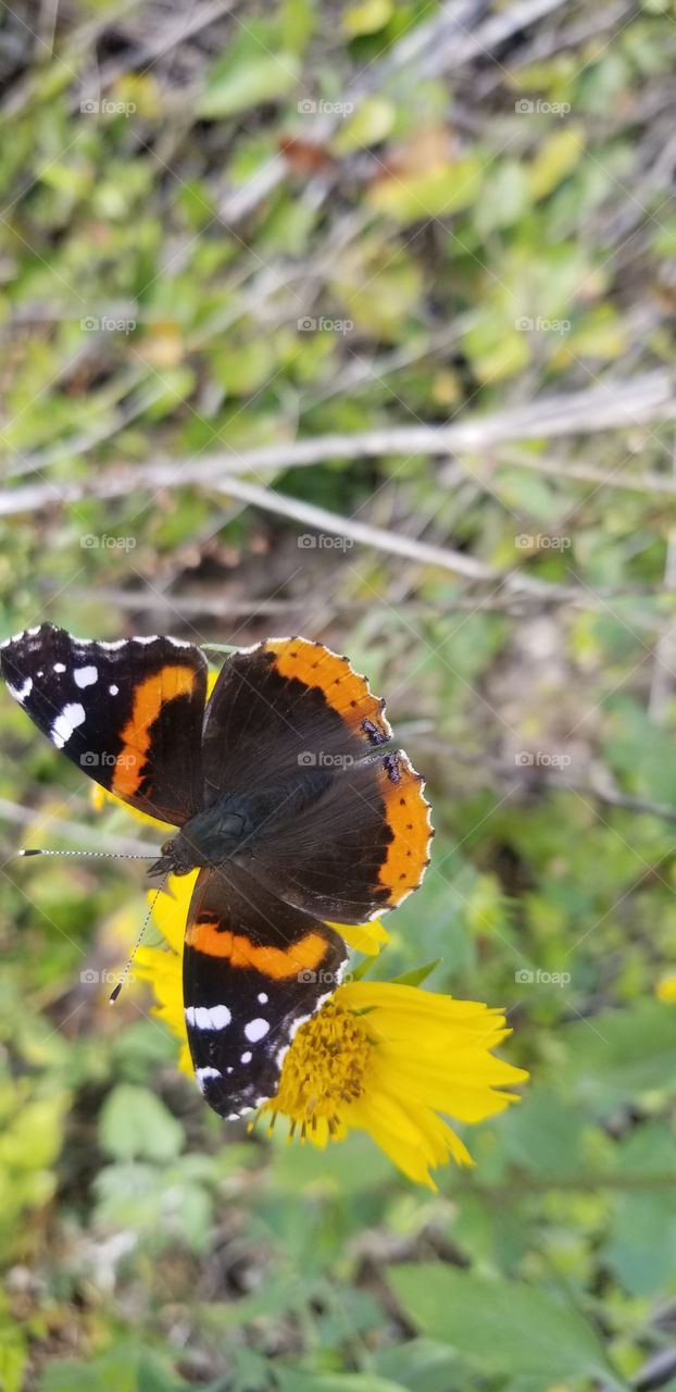 A Red Admiral butterfly (Vanessa atalanta) lands on a yellow flower, seen from above with its wings fully open.