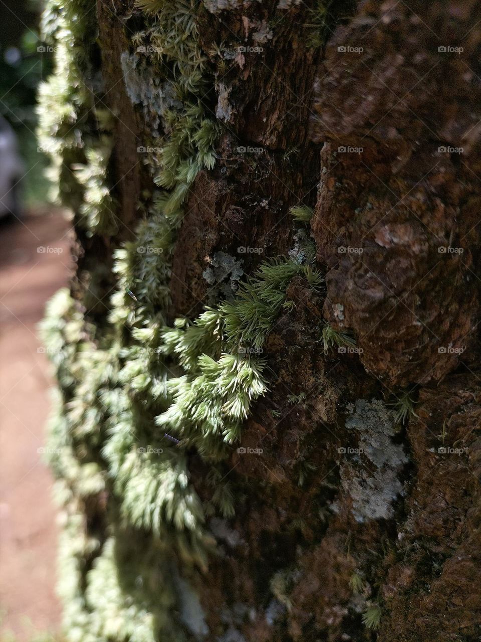 mossy pine tree trunks
