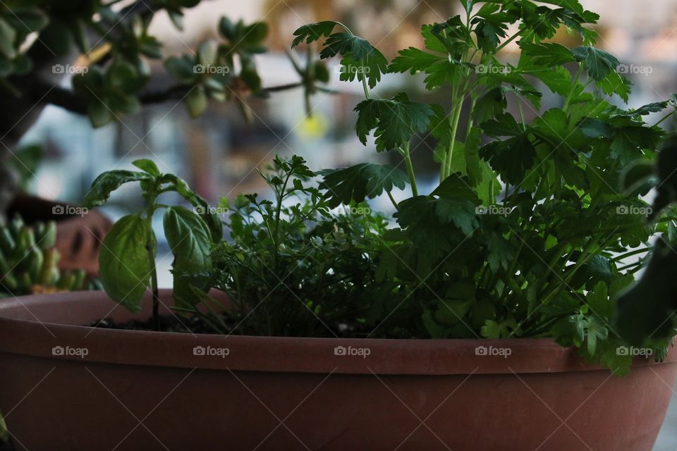 Parsley and basil in pot