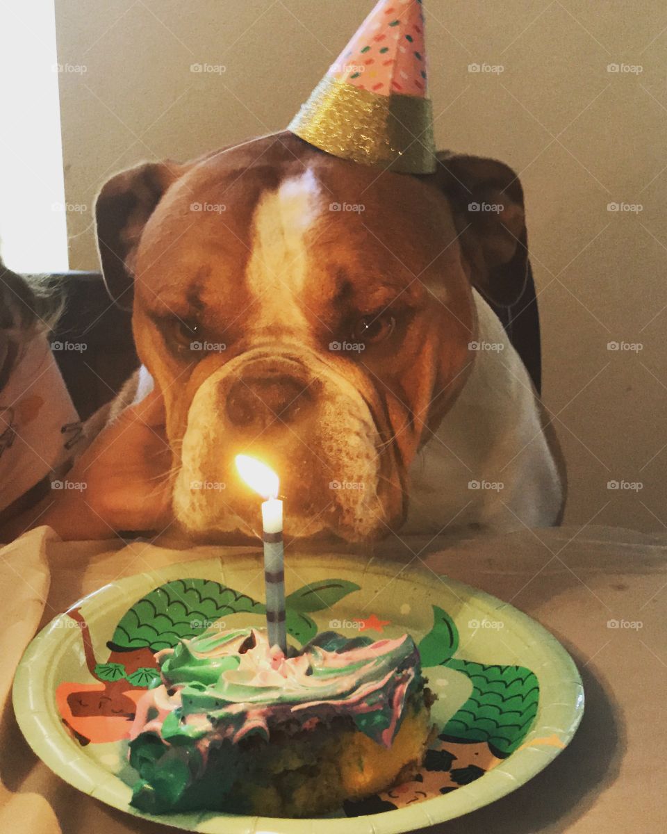Bulldog birthday