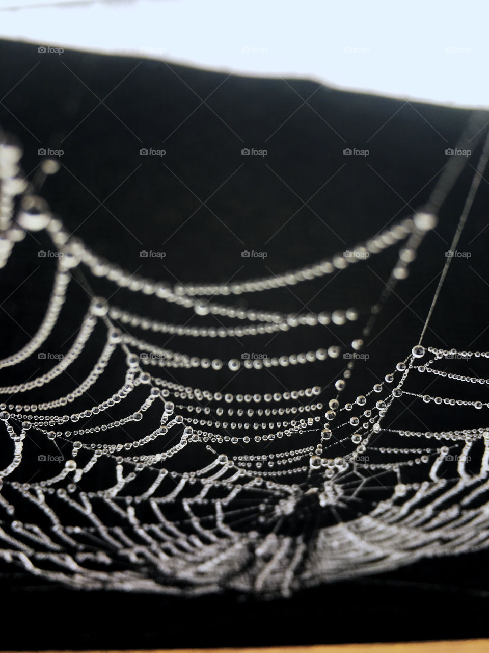 A delicate intricate spiderweb bearing the weight of hundreds of tiny rain droplets