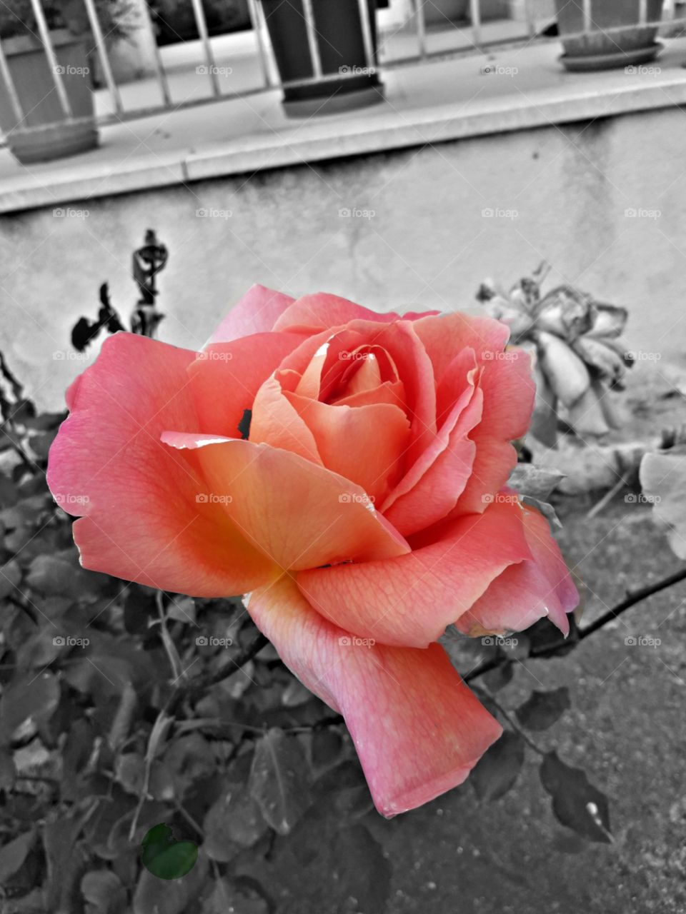 black and white  picture with pink rose