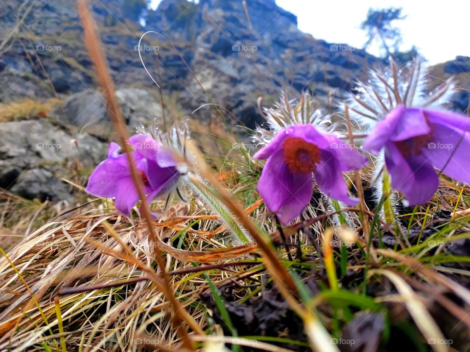 mountain flower