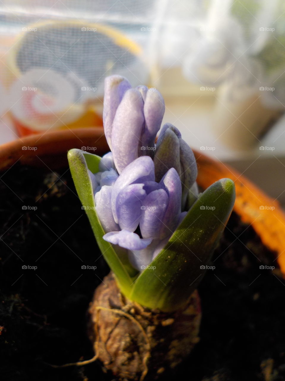 Indoor fragrance and beauty - hyacinth ❤️