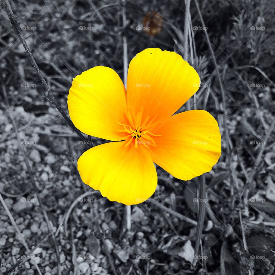 Something yellow. Pretty flower along the beach of north California. 
