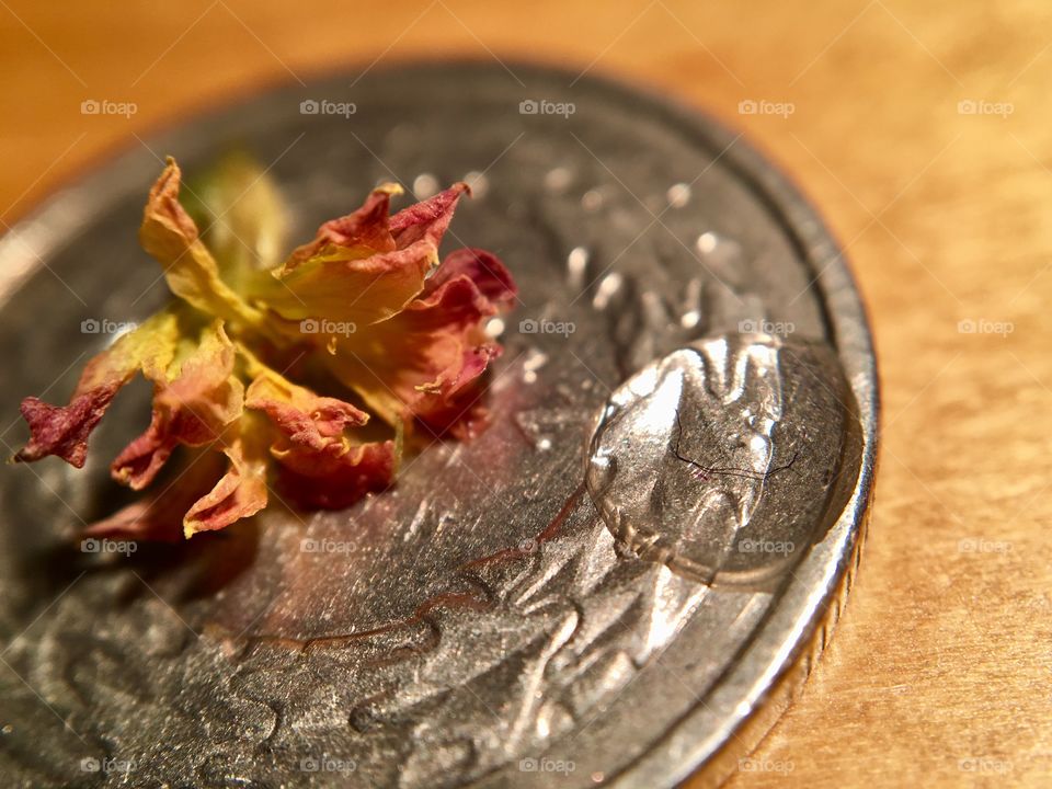 Flower on a coin closeup