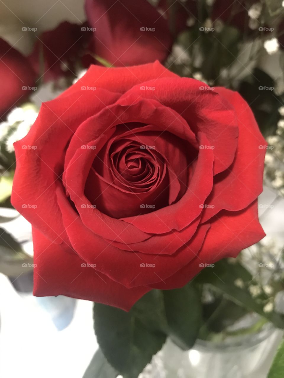 A perfect red rose!