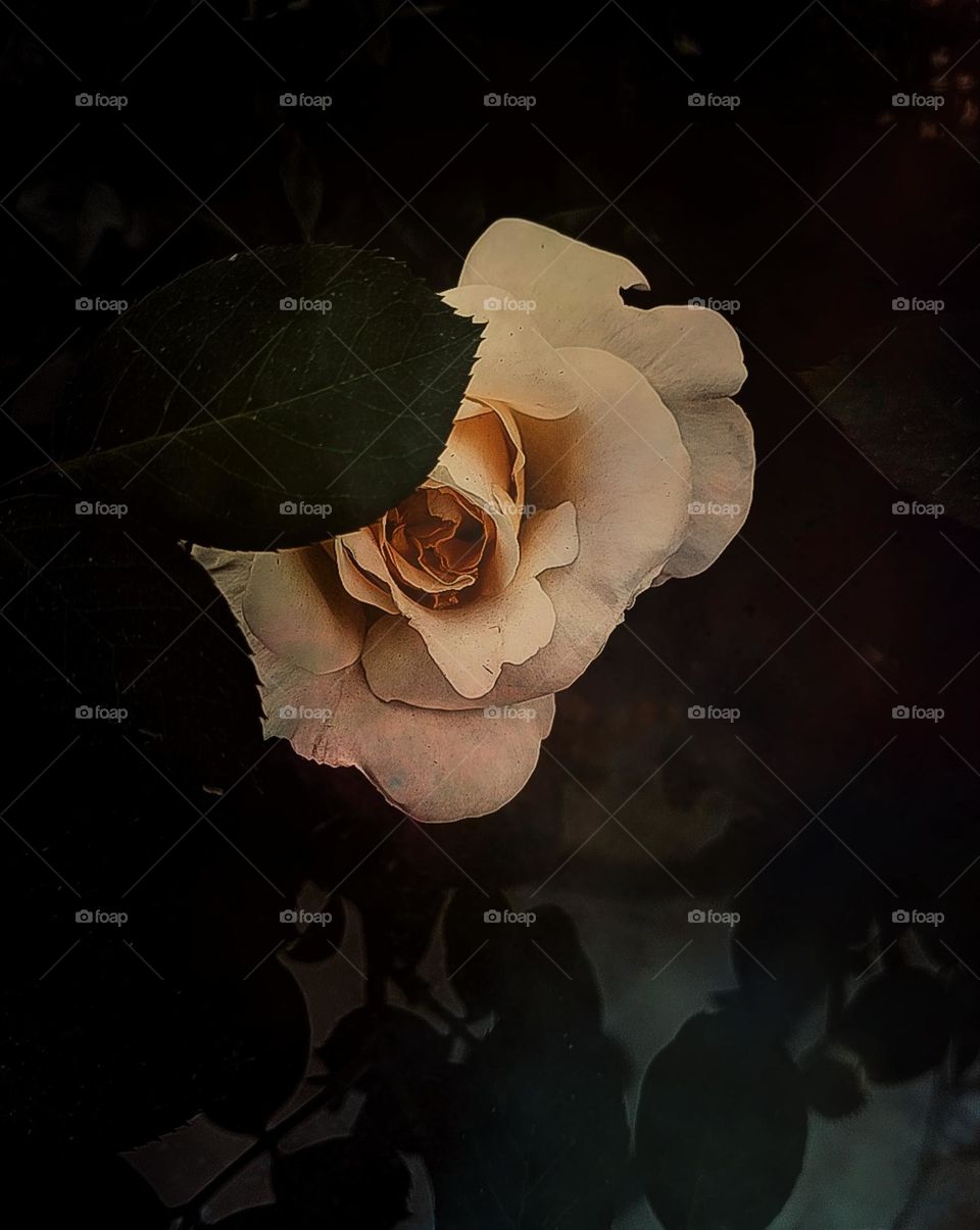 # flower# white# rose