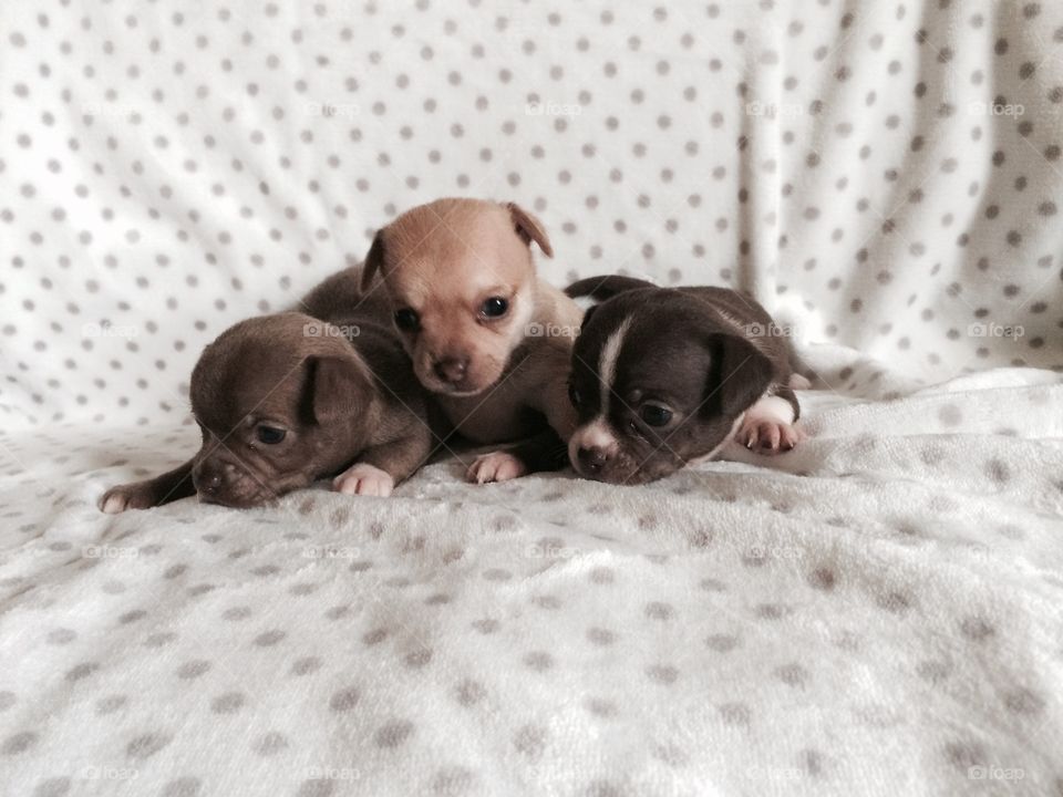 Chihuahua puppies. My 3 week old chihuahua puppies
