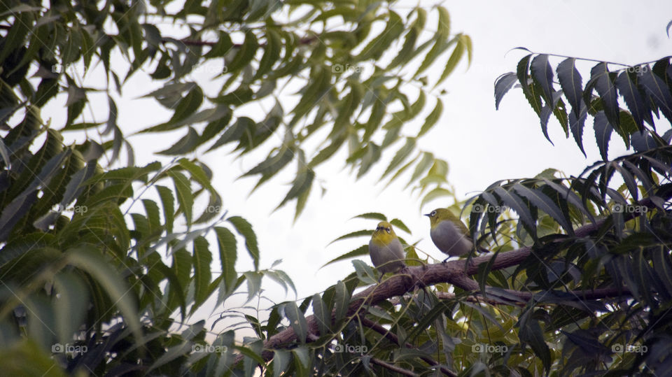 Two cute goggled birds on a tree branch enjoying a chat.