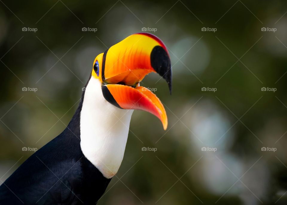 Tucano, ave com enorme bico e se alimenta de frutas, pequenos répteis e filhotes de outras aves, muito comum no Pantanal