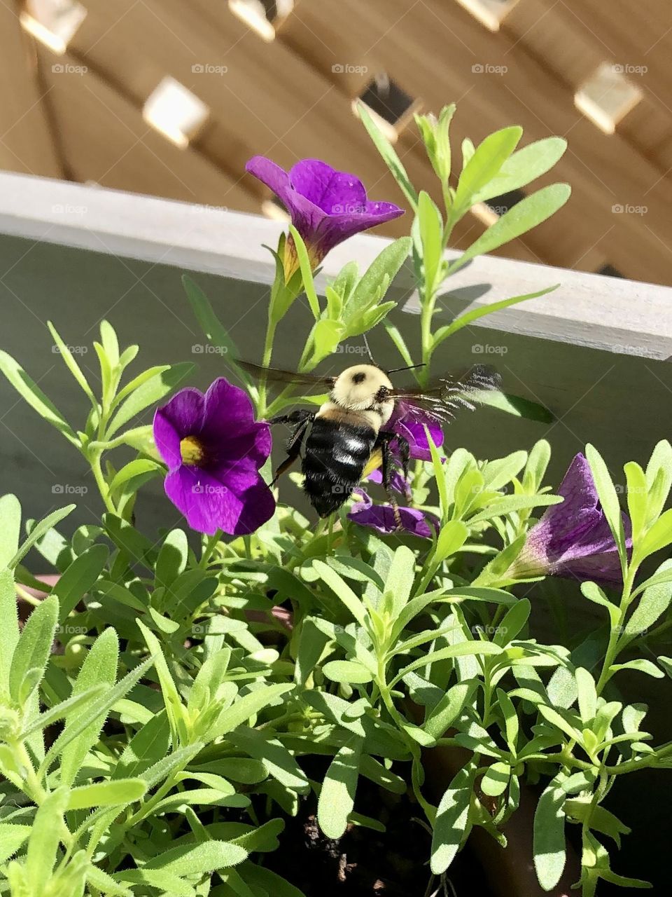 Backyard bumblebee pollinating petunia flower on sunny summer afternoon beautiful honey bee nature wildlife bugs weather leaves foliage gardening container garden patio plants 