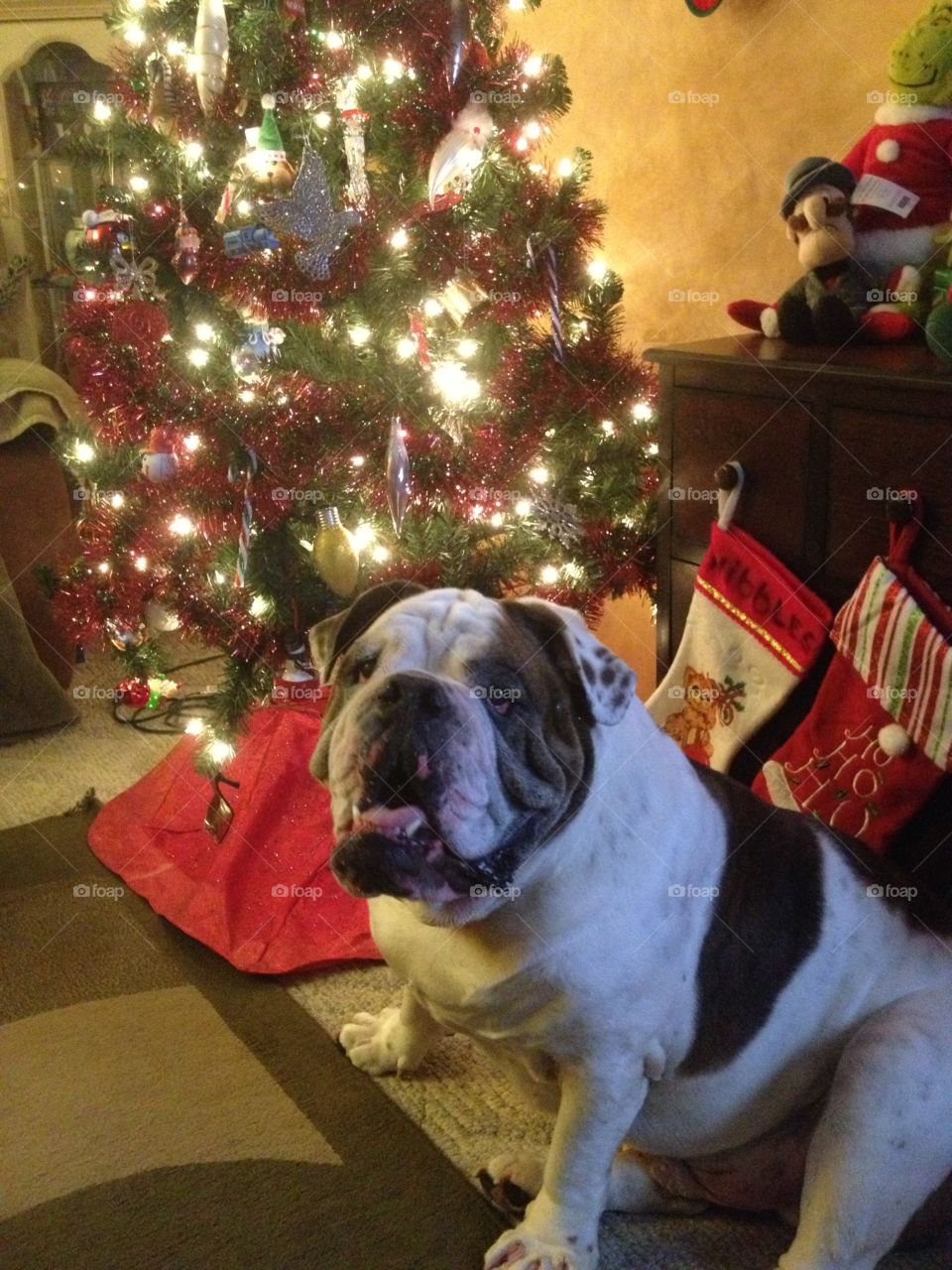 Romeo waiting for Presents (Chicago)