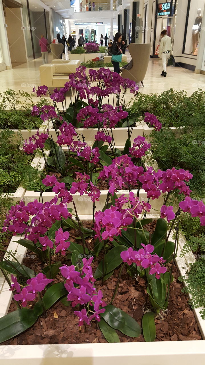 Real Orchids