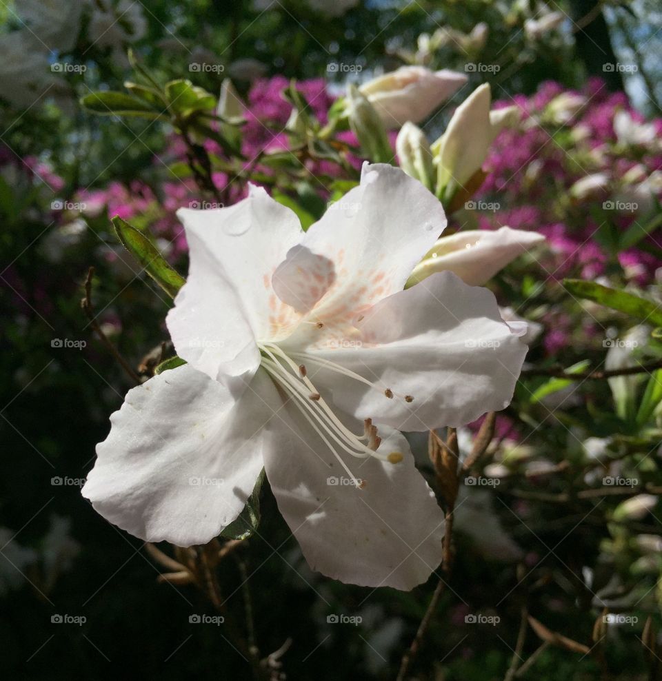 Flowers