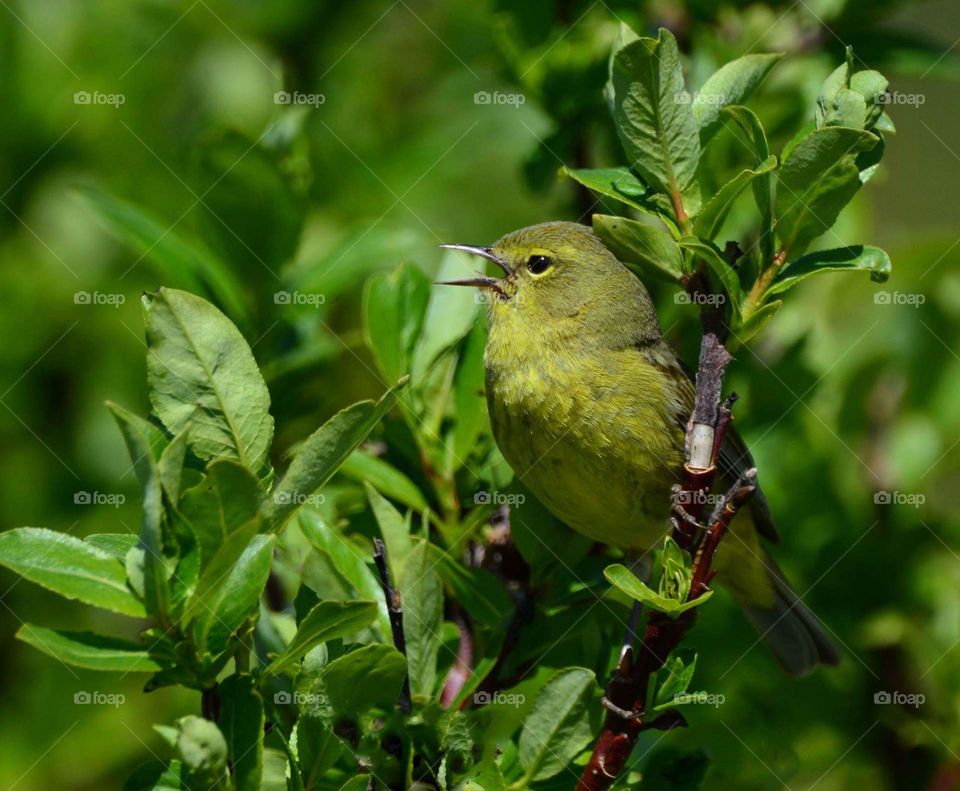 Bird, Wildlife, Nature, No Person, Avian