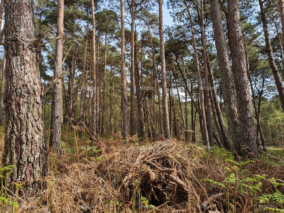 View in a nature reserve. Low foliage in the foreground and taller trees in the background. some blue sky visible between leaves and branches