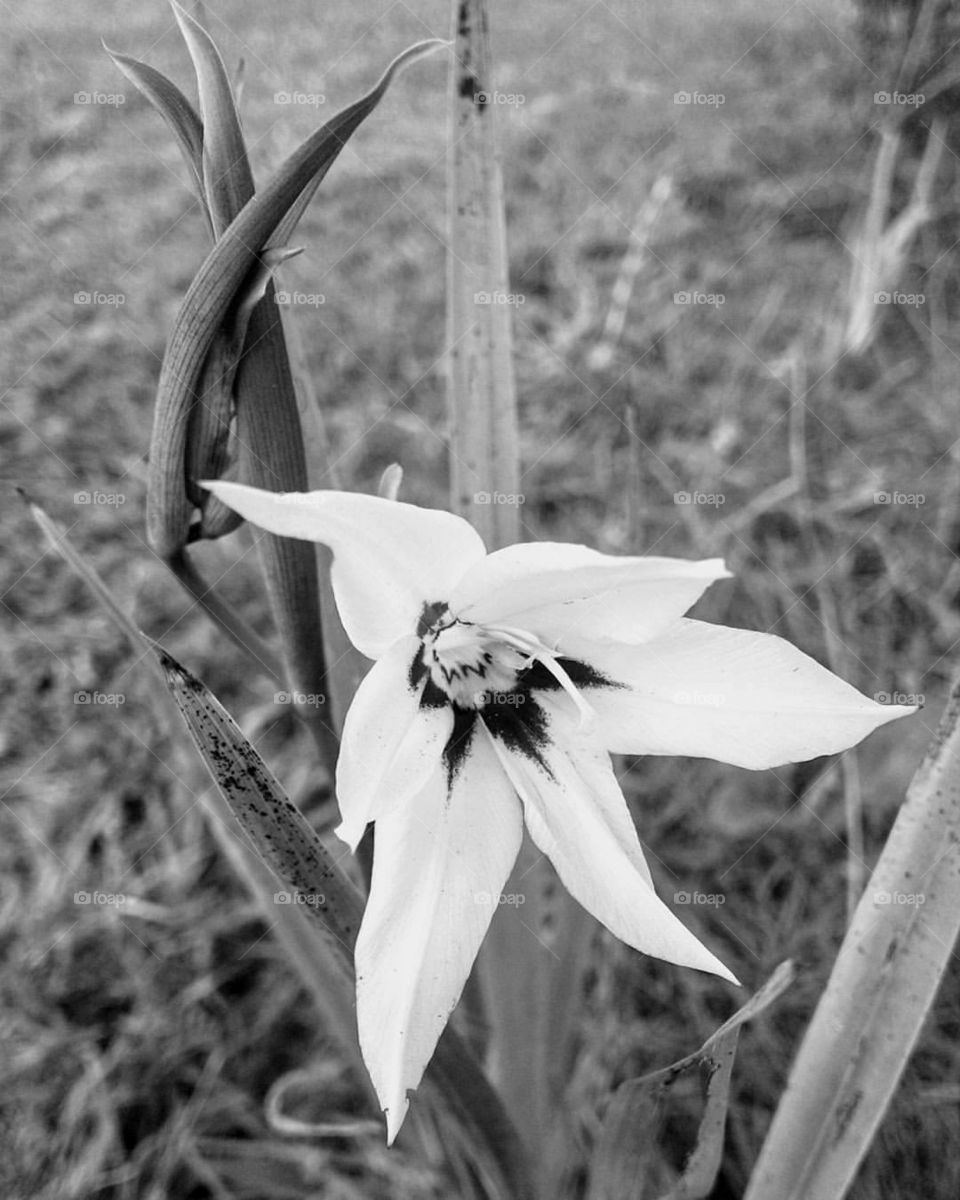 Black and White Peacock Orchid