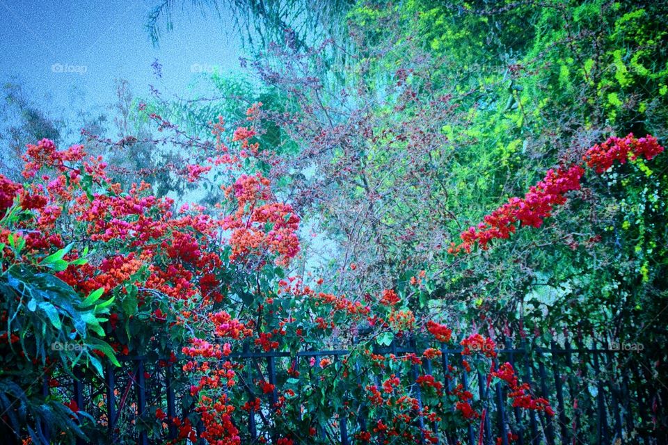 Blooming trees give a beautiful view