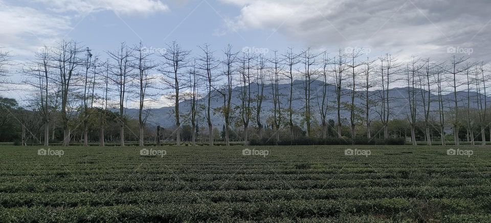 A row of trees in Luye Township, Taitung County