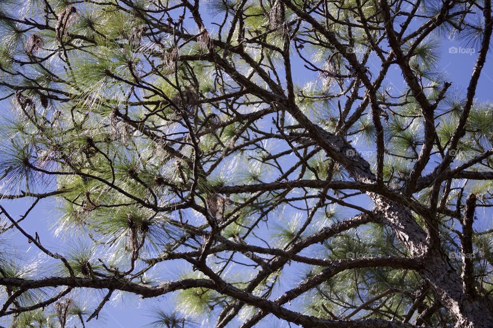 Pine Branches