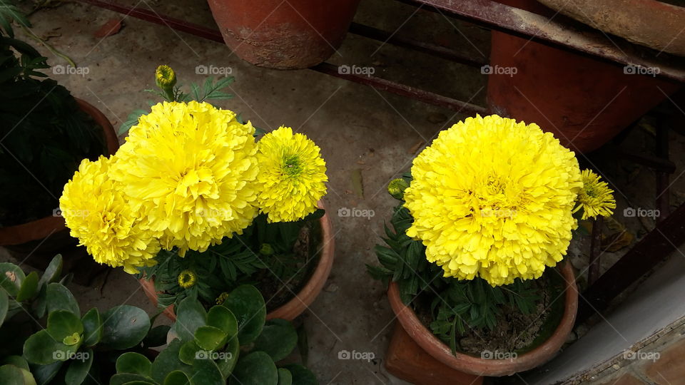 yellow flower in in gamla loved it