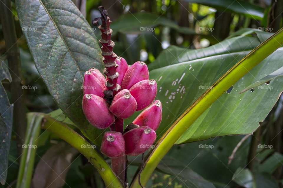 Pink exotic flower