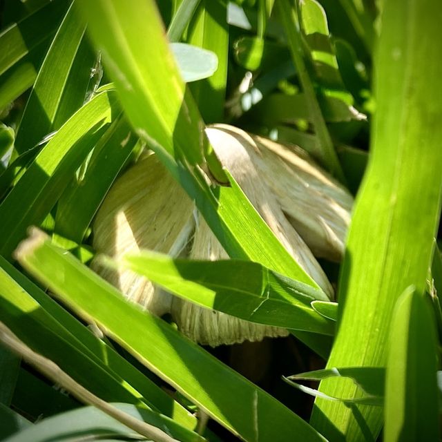 Mushrooms 