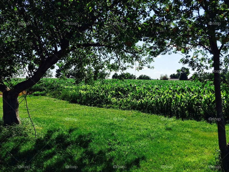Corn fields in wisconsin 
