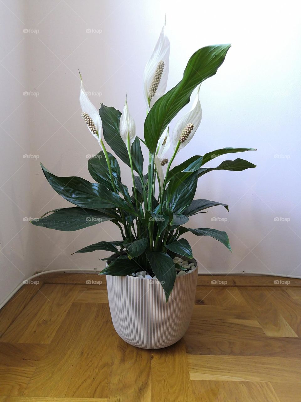 (Spathiphyllum)

Spathiphyllum