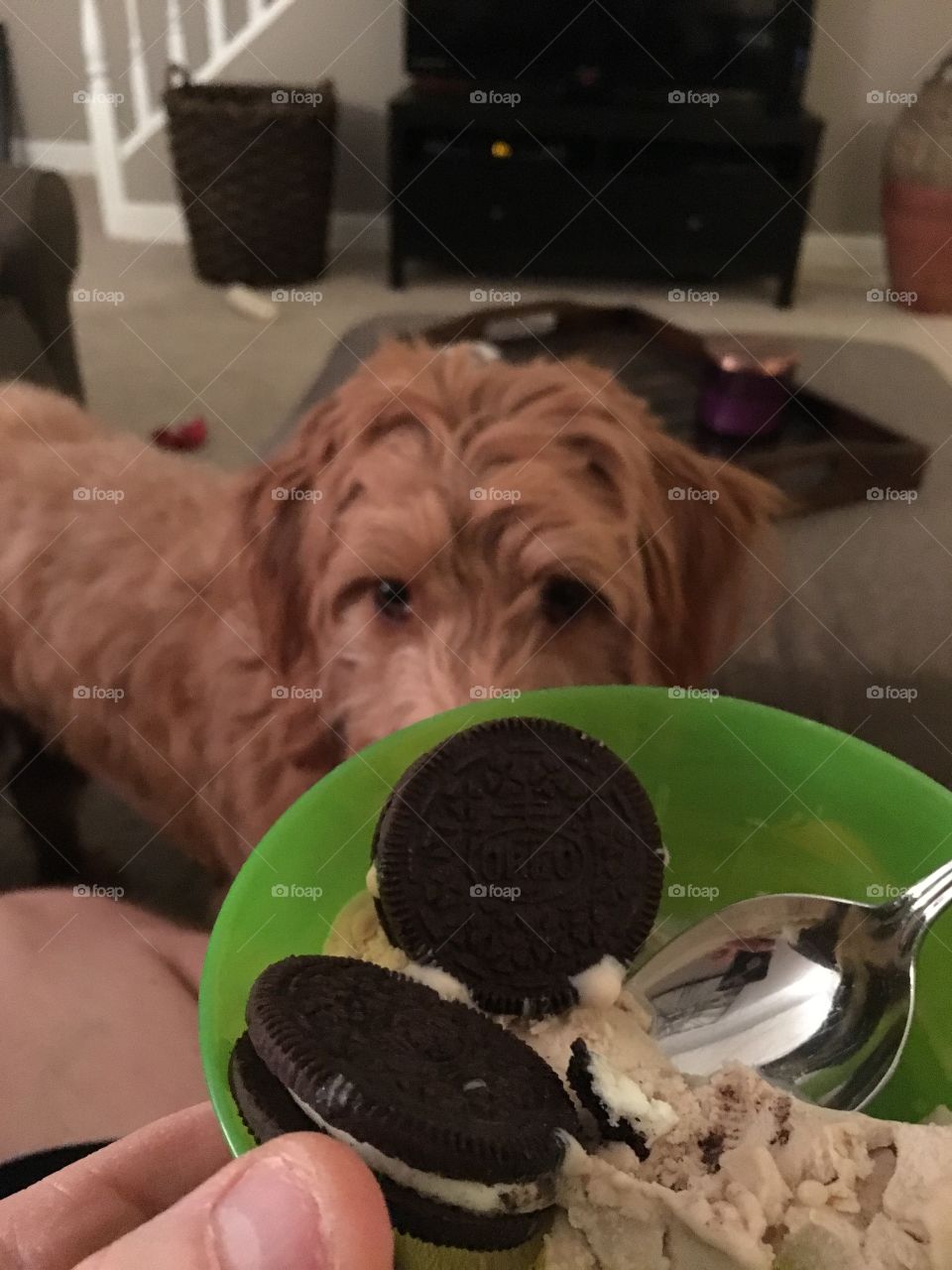 Nobody can resist the flavor of an Oreo!