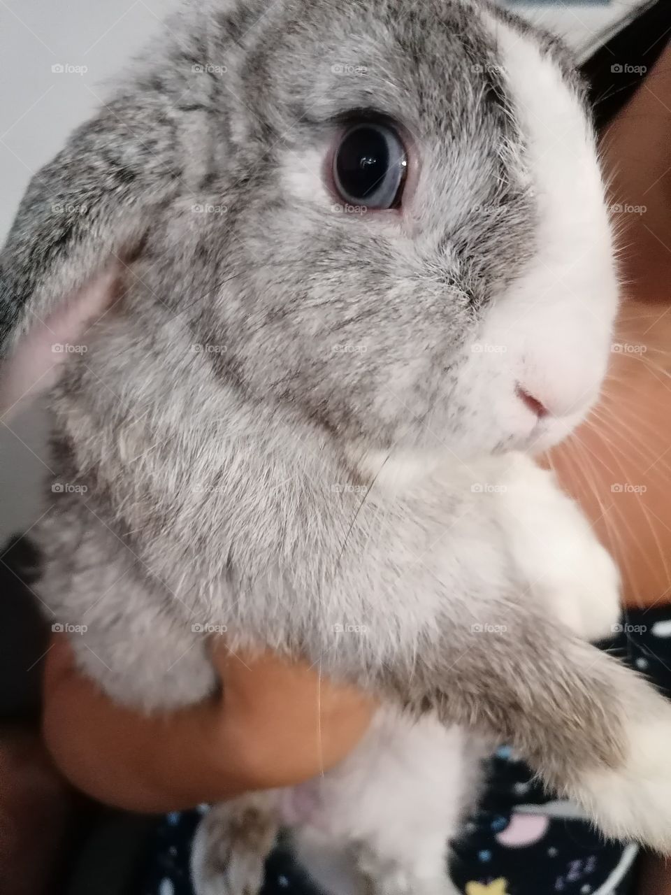🐇♥️