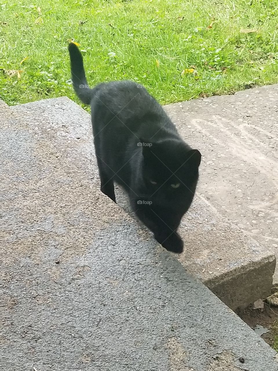 stray black cat looking like a mini panther