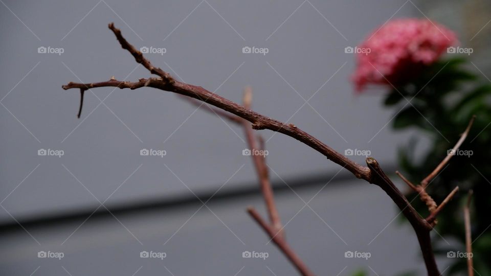 Ixora chinensis, commonly known as Chinese ixora, is a species of plant of the genus Ixora